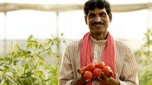 टोमॅटो ने केले करोडपती |जुन्नर तालुक्यातील शेतकऱ्याने कमावले १.५ कोटी रुपये.